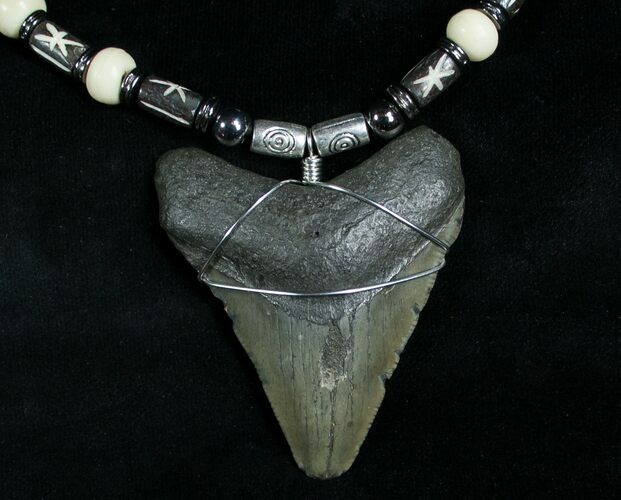 Megalodon Tooth Necklace - #6365